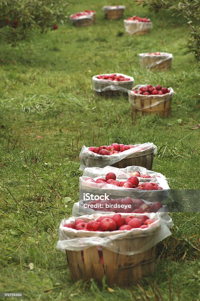사과들 및 과수원 - 로열티 프리 가을 스톡 사진