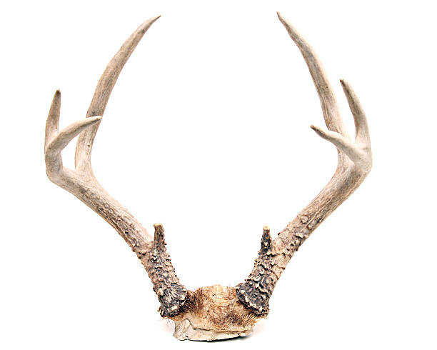 istock Deer Antlers Isolated on White Background 172770390