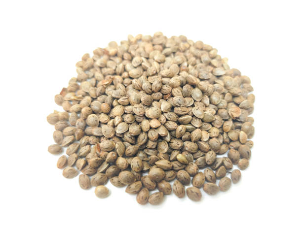 istock Cannabis seeds that are ready to be planted and bred. placed on a white background. 1727704273