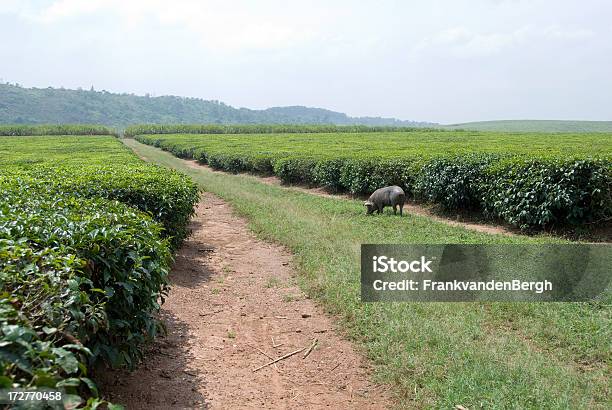 Foto de Plantações De Chá e mais fotos de stock de Agricultura - Agricultura, Ajardinado, Animal