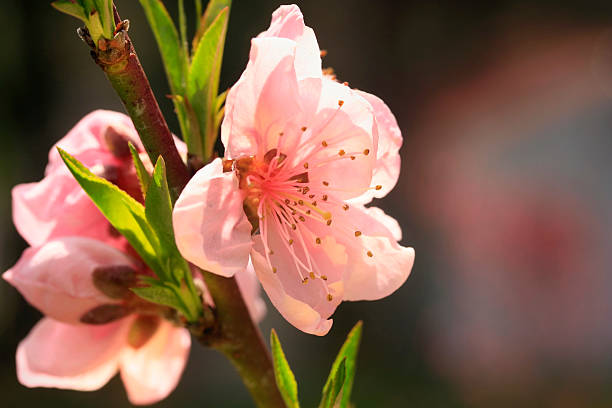 pink pfirsich früchten baum blüte im sonnenlicht - georgia peach stock-fotos und bilder