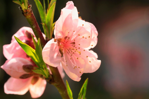 Spring Detail: Peach Blossom and Buds in Macro.