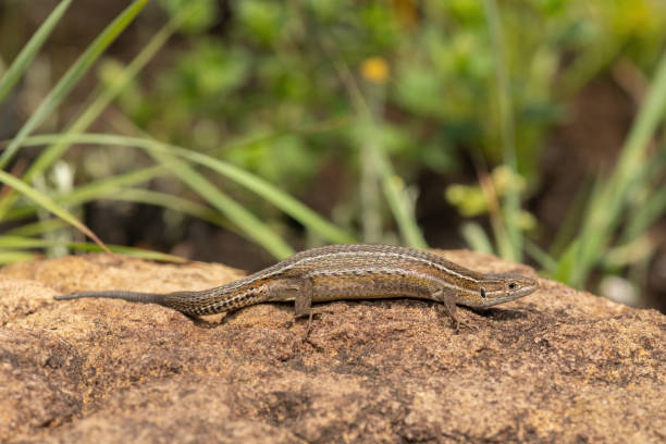 istock Essex's Mountain Lizard (Tropidosaura essexi) 1727706505