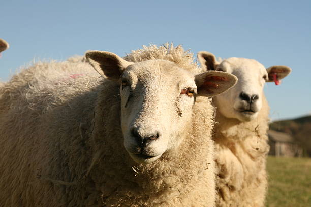 istock Sheep face, on farmland, Peak District, Derbyshire 172770835