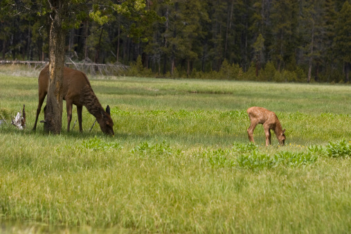 New baby deer with mother in natural habitat. This is one of four photos with this doe and fawn.New to iStock Click below & complete signup: