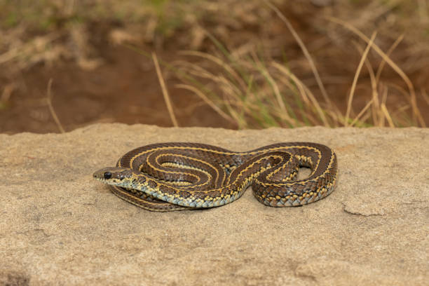 istock Spotted skaapsteker/ spotted grass snake (Psammophylax rhombeatus) 1727709999