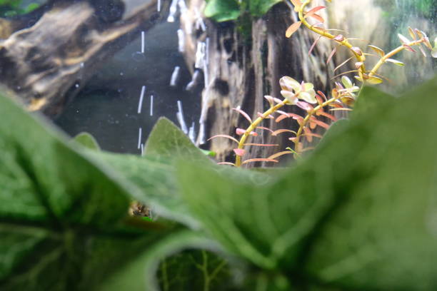 istock Aquarium with Rotala rotundifolia 1727710021