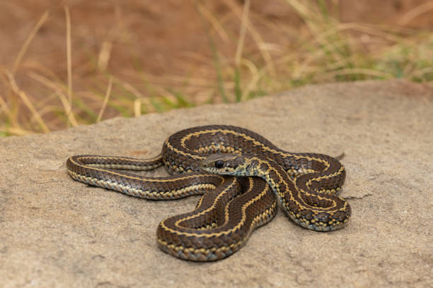 istock Spotted skaapsteker/ spotted grass snake (Psammophylax rhombeatus) 1727710552