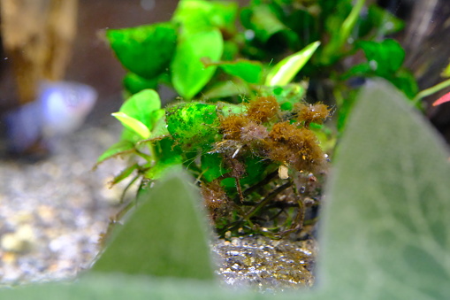 Blackbeard moss attached to Anubia sandana