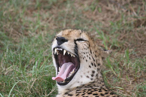 guépard dents - zippyzoo photos et images de collection