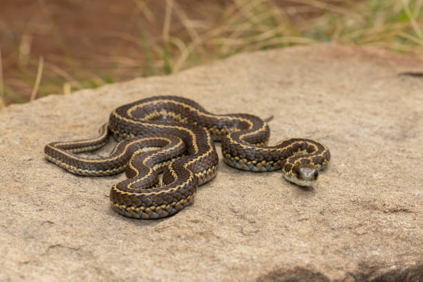 istock Spotted skaapsteker/ spotted grass snake (Psammophylax rhombeatus) 1727711140