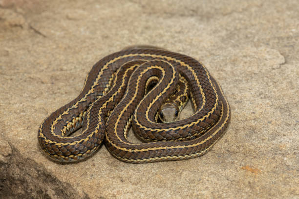 istock Spotted skaapsteker/ spotted grass snake (Psammophylax rhombeatus) 1727711143