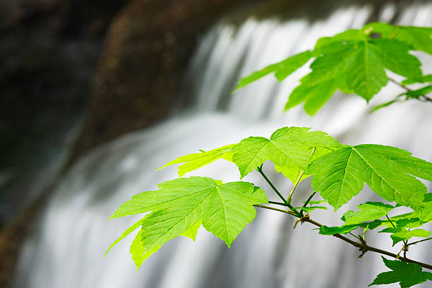 green leaves with waterfall in the background stock photo