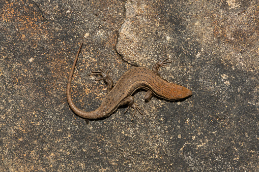 A beautiful Variable Skink (Mabuya varia) on a rock in the Drakensberg Mountain Range, South Africa
