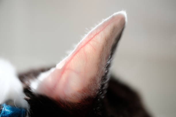 cat ear blood vessels