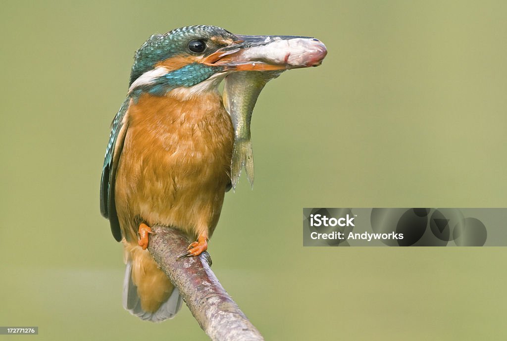 Kingfisher mit Fisch - Lizenzfrei Ast - Pflanzenbestandteil Stock-Foto