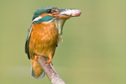 A female kingfisher with a little (big!) fish. RAW-file developed with Adobe Lightroom.