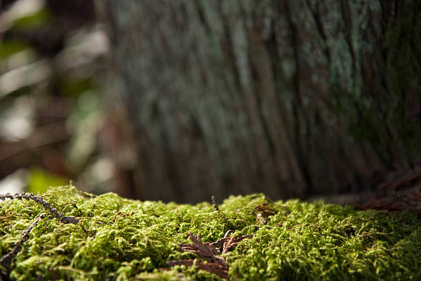 Green moss en el registro - foto de stock