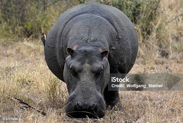 Hippo E Un Uccello - Fotografie stock e altre immagini di Africa - Africa, Animale, Animale da safari