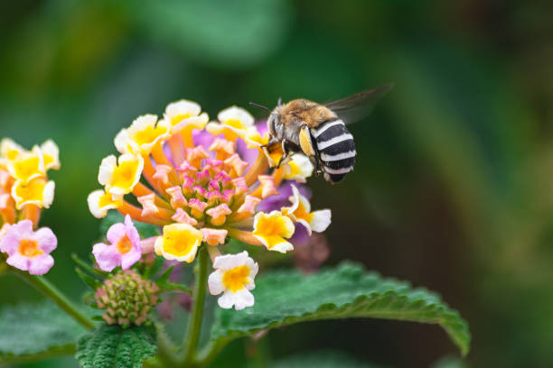 istock white-banded digger bee pollinating a lantana camara flower 1727716018