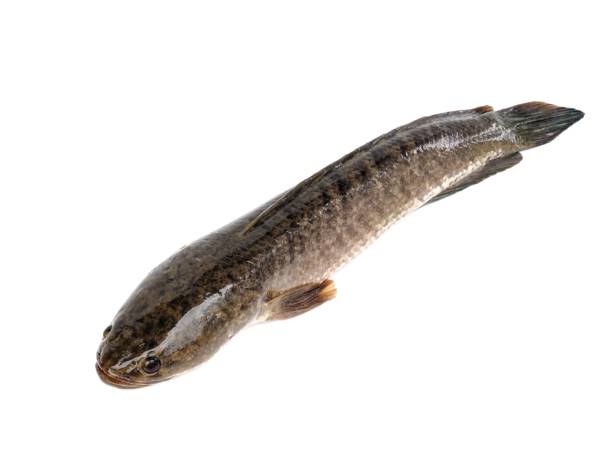 istock Large, fresh, not dead snakehead fish placed isolated on a white background. 1727716582