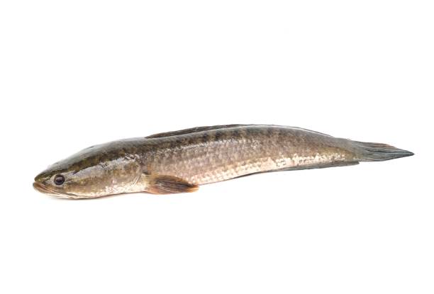 istock Large, fresh, not dead snakehead fish placed isolated on a white background. 1727716729