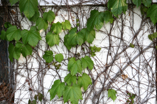 Vine on side of building