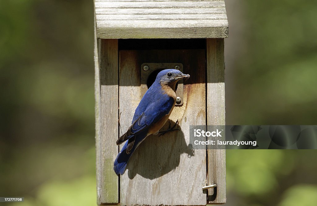 Männliche Bluebird Ihr Essen für Neugeborene - Lizenzfrei Blau Stock-Foto