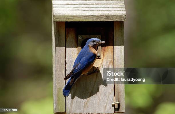 Männliche Bluebird Ihr Essen Für Neugeborene Stockfoto und mehr Bilder von Blau - Blau, Fotografie, Füttern