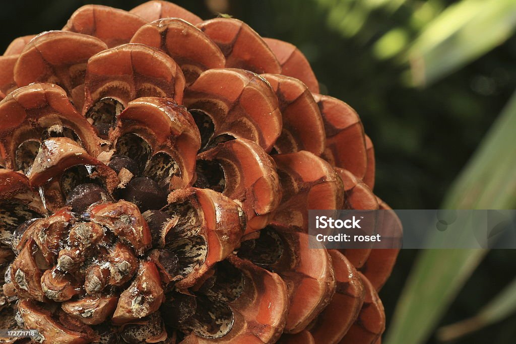 Die Zapfen. Piña abierta (Pinus pinea - Lizenzfrei Blume Stock-Foto