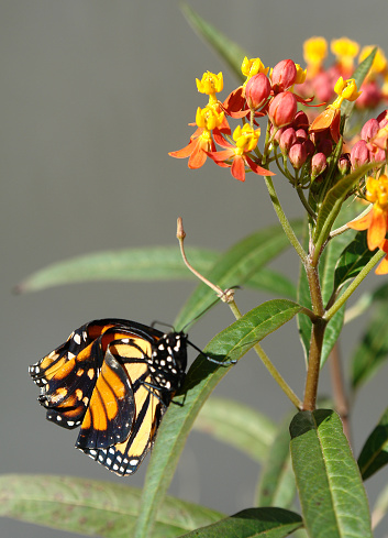         A Newly hatched Monarch clings to a milk weed plant trying to dry it's new wings in the warm sun                       