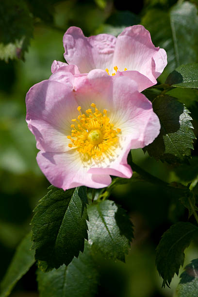 Delicate pastel wild roses in bloom with bright green leaves A wild rose, gleaming in strong sun. rosa canina stock pictures, royalty-free photos & images