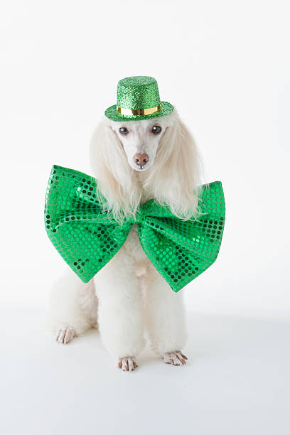 istock St. Patrick's Day Poodle - Holiday Leprechaun 172771995