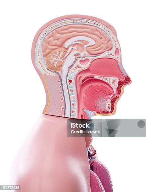 Anatomische Unisexmodell Manequine Stockfoto und mehr Bilder von Forschung - Forschung, Anatomie, Anatomisches Modell