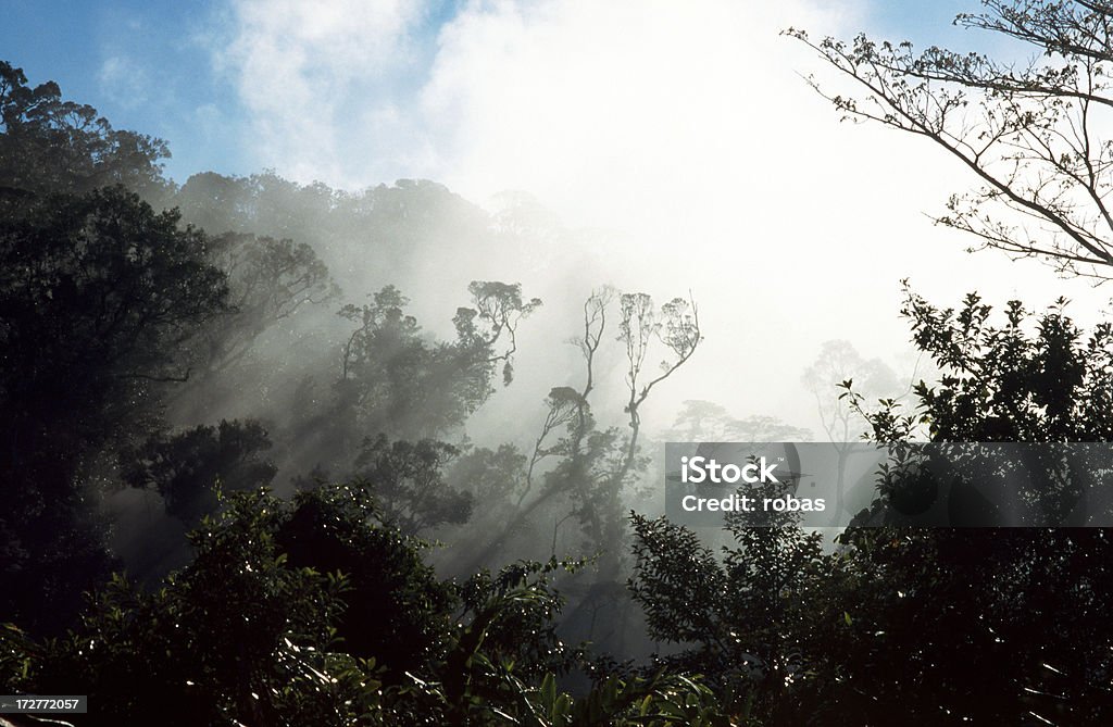 Nebbia nella giungla dal catering - Foto stock royalty-free di Albero