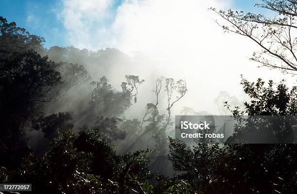 Nebbia Nella Giungla Dal Catering - Fotografie stock e altre immagini di Albero - Albero, Ambientazione esterna, Cielo sereno