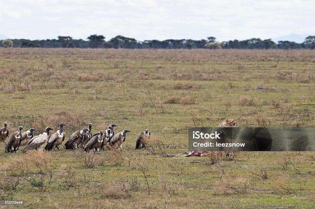 Cheetah Kill Series - Vultures Approach "Vultures slowly move in on a cheetah's kill, as they sense the cheetah is getting ready to leave.Also see:" Adventure Stock Photo