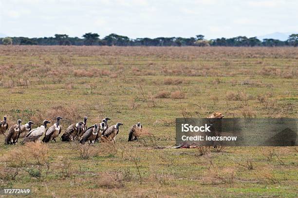 Cheetah Kill Series Vultures Approach Stock Photo - Download Image Now - Adventure, Africa, Animal