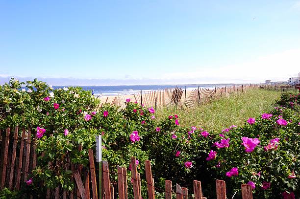 beach plums "Beach plums in flower at Old Orchard Beach, Maine" flowering plum stock pictures, royalty-free photos & images