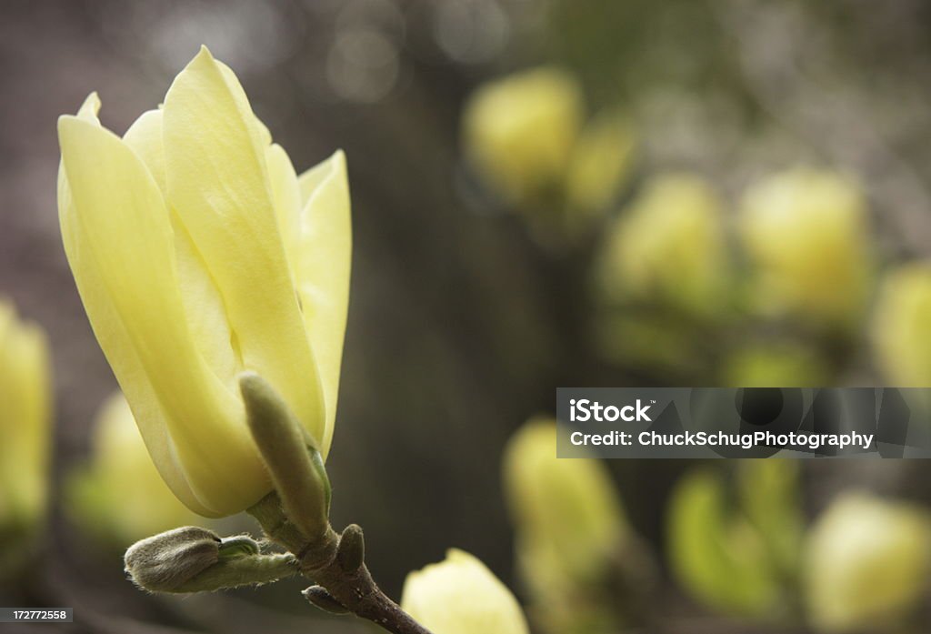 Árvore de flor de magnólia florescem na primavera Garden - Foto de stock de Amarelo royalty-free