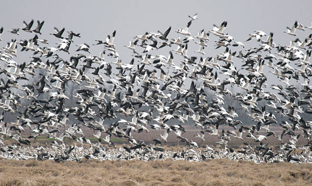 istock Snow Geese on the Wing 172772670