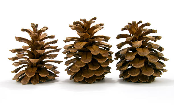 Pine cones stock photo