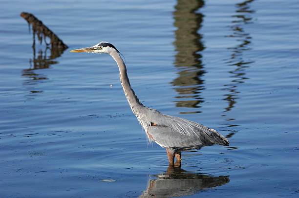 istock Heron Wading in the Elkhorn Slough 172772874
