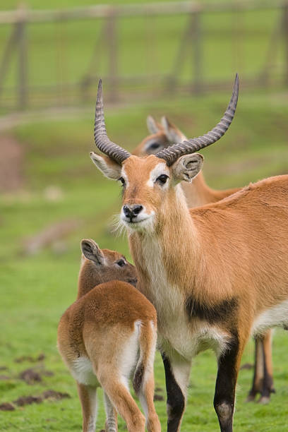 Lechwe Deer stock photo