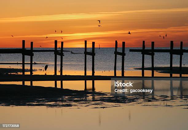 Aves Muelle Sunrise Foto de stock y más banco de imágenes de Florida - Estados Unidos - Florida - Estados Unidos, Lago, Agua