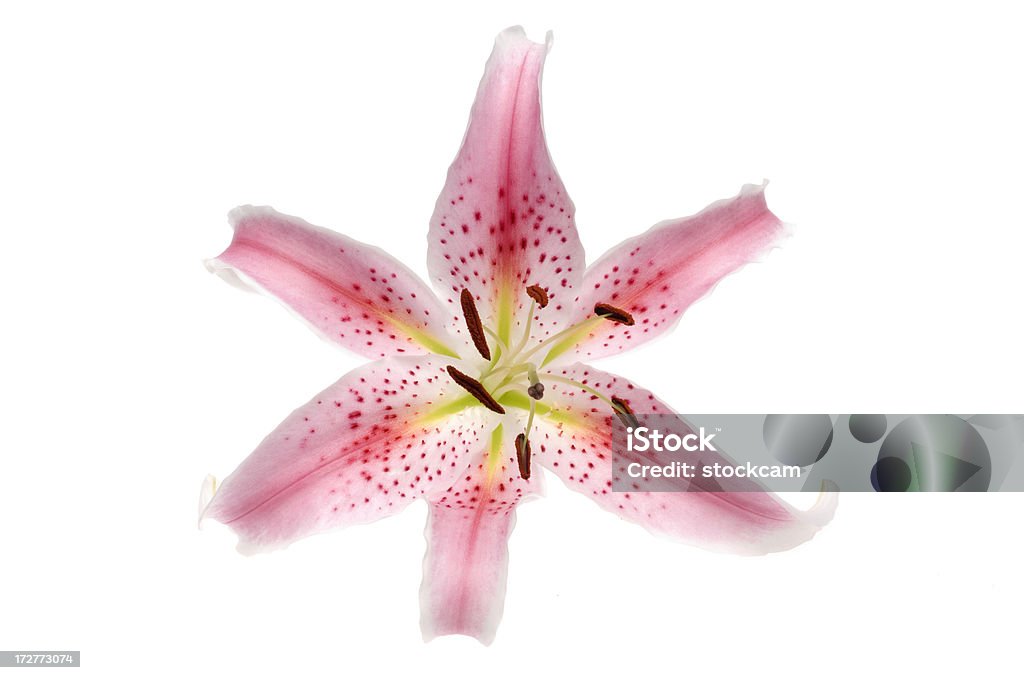 Lily - Foto de stock de Alstromeria royalty-free