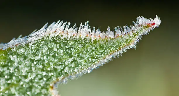 Frost crystals make a leaf look prickly and dangerous.