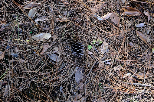 Pine cones rolling on the ground in autumn