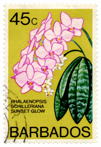 Barbados postage stamp shows (Phalaenopsis Schillerana) Suset Glow orchid. Similar stamp images: