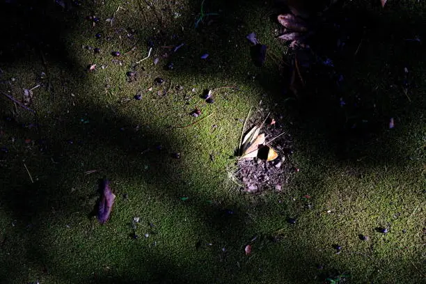 Photo of shadow falling on the moss ground